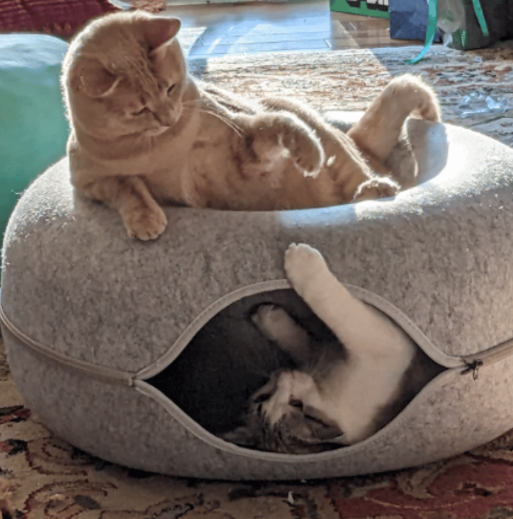 Four Seasons Wool Felt Cat Tunnel & Bed